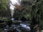 SX20901 Wouko at Conwy Falls in Fairy Glen near Betws-y-Coed, Snowdonia.jpg